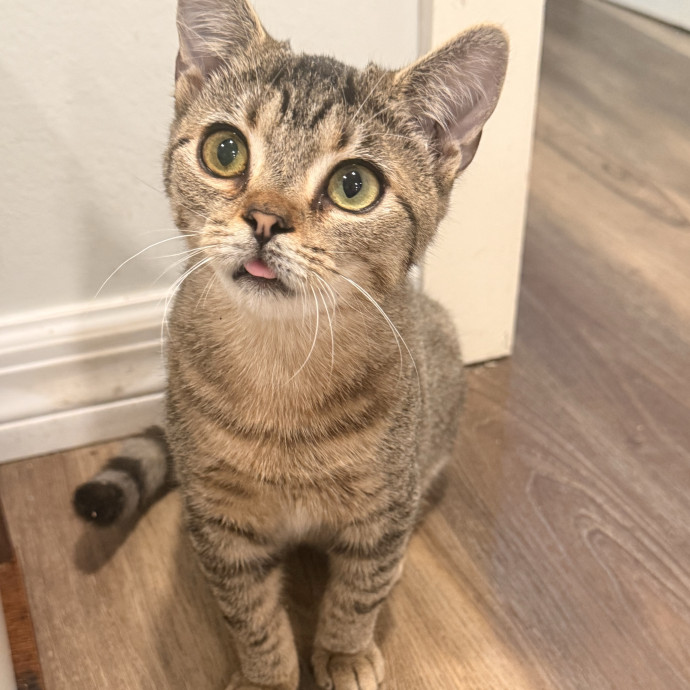 Rescue-Experienced Cat Sitter