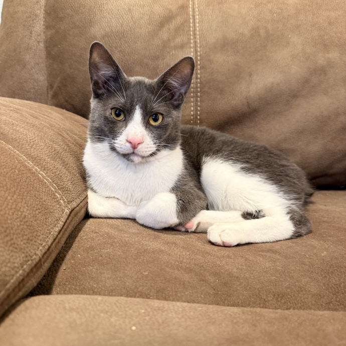 Rescue-Experienced Cat Sitter photo 3