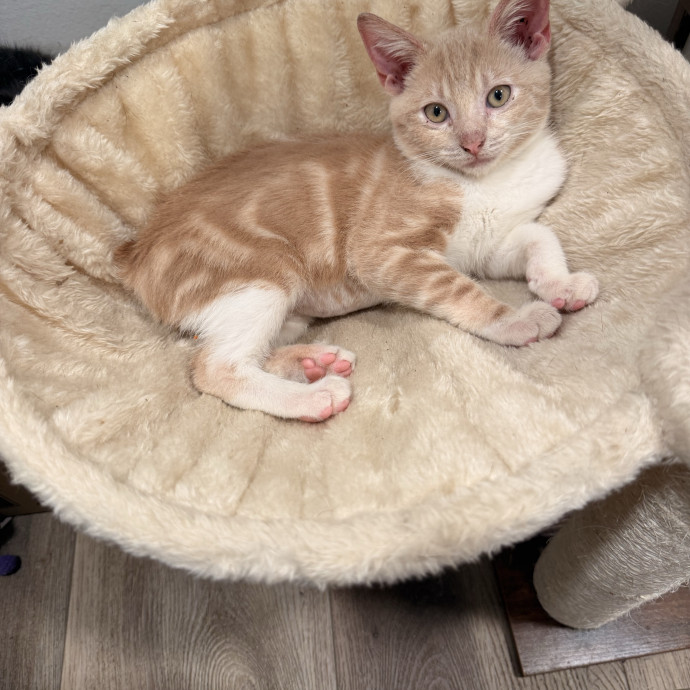 Rescue-Experienced Cat Sitter photo 2