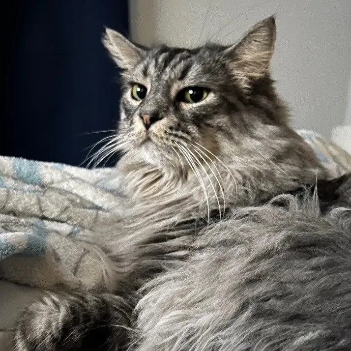 Jade's Pacific Coast Kitties