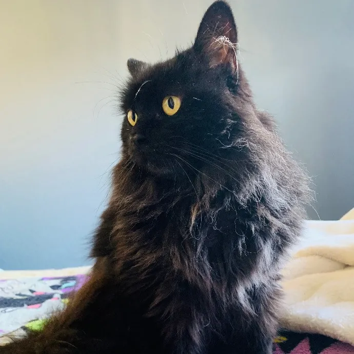 Jade's Pacific Coast Kitties