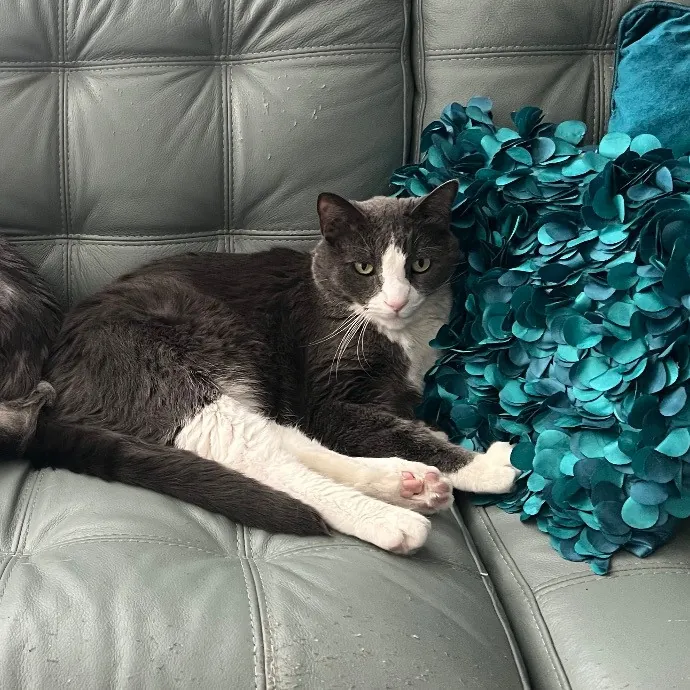 Jade's Pacific Coast Kitties