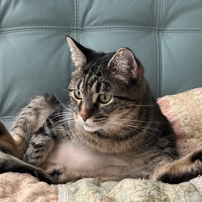 Jade's Pacific Coast Kitties