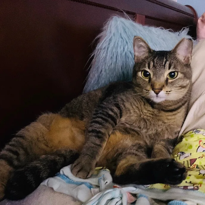 Jade's Pacific Coast Kitties