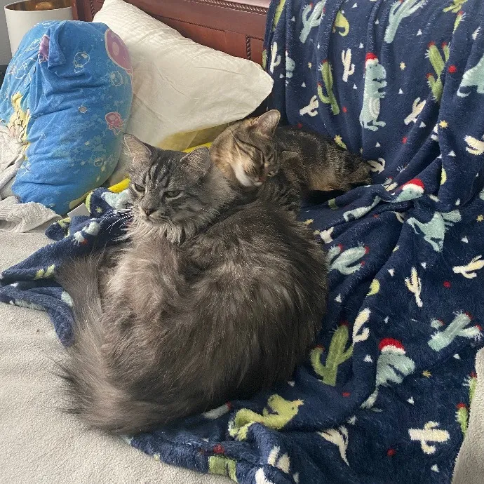 Jade's Pacific Coast Kitties