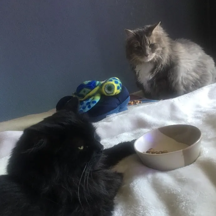 Jade's Pacific Coast Kitties