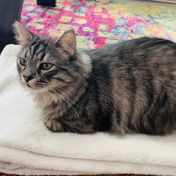 Jade's Pacific Coast Kitties