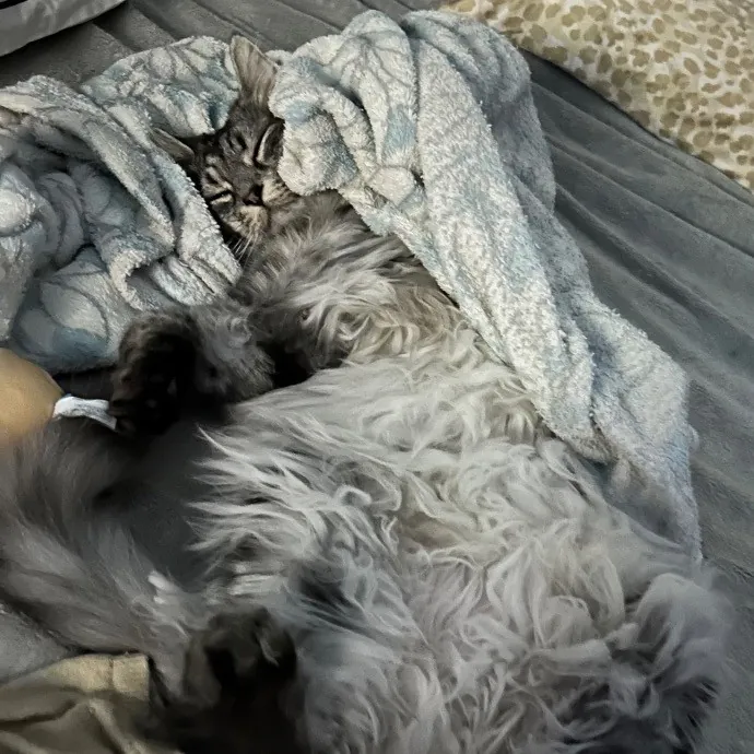 Jade's Pacific Coast Kitties