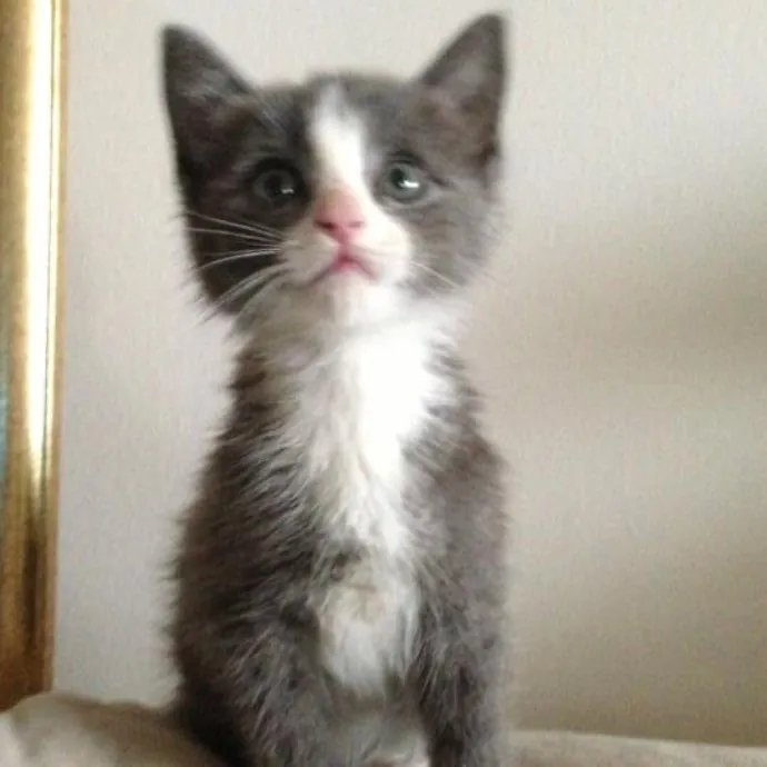 Jade's Pacific Coast Kitties