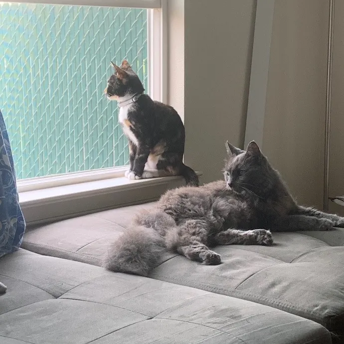 Jade's Pacific Coast Kitties