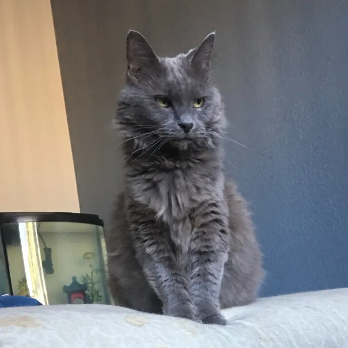 Jade's Pacific Coast Kitties