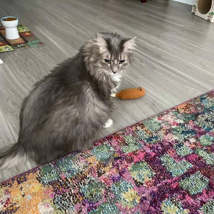 Jade's Pacific Coast Kitties