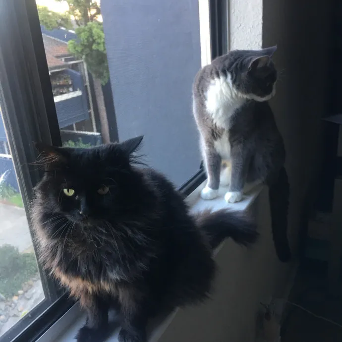 Jade's Pacific Coast Kitties