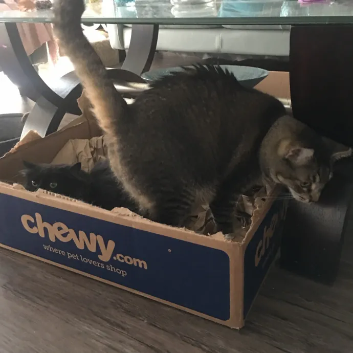 Jade's Pacific Coast Kitties