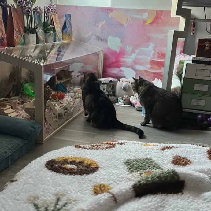 Jade's Pacific Coast Kitties