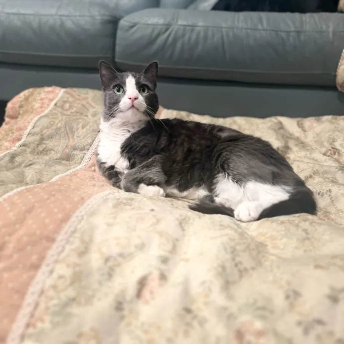 Jade's Pacific Coast Kitties