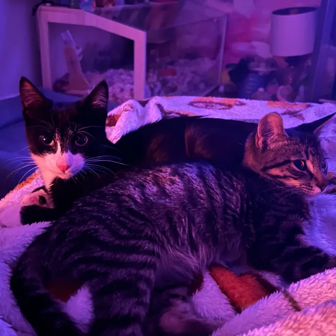 Jade's Pacific Coast Kitties