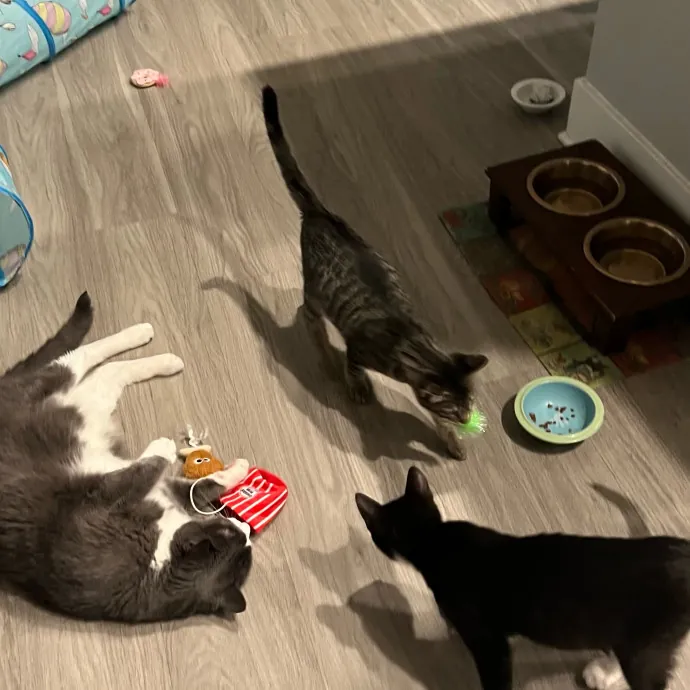 Jade's Pacific Coast Kitties