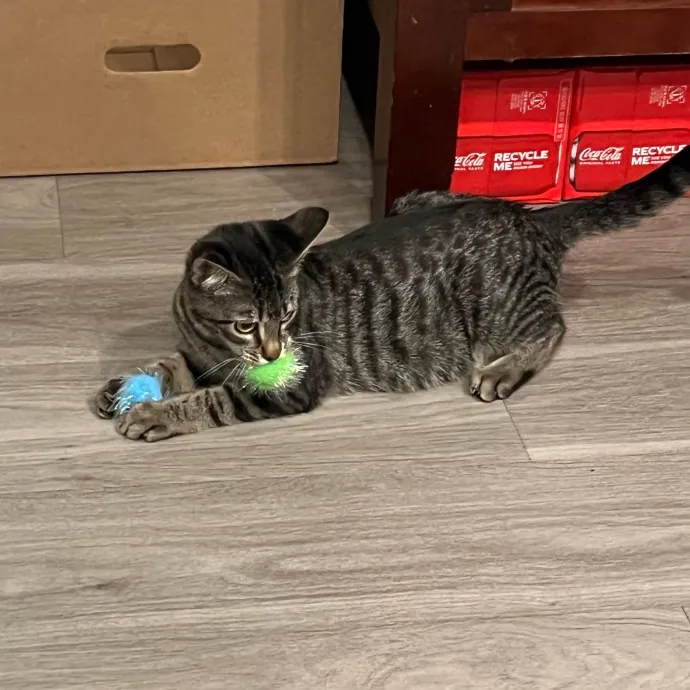 Jade's Pacific Coast Kitties