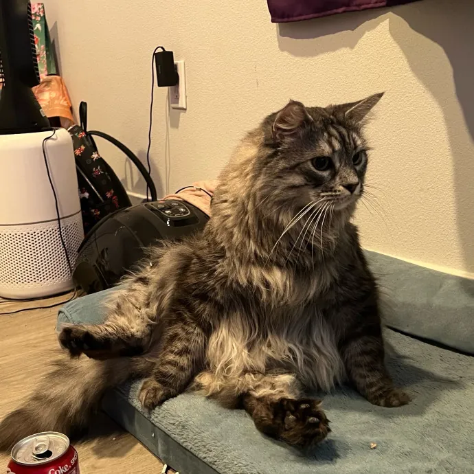 Jade's Pacific Coast Kitties