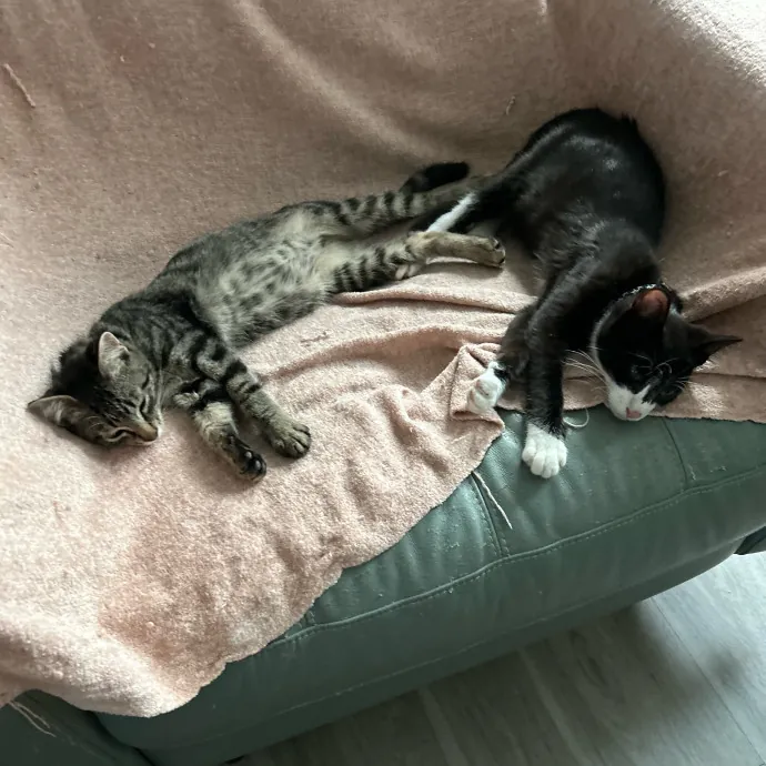 Jade's Pacific Coast Kitties