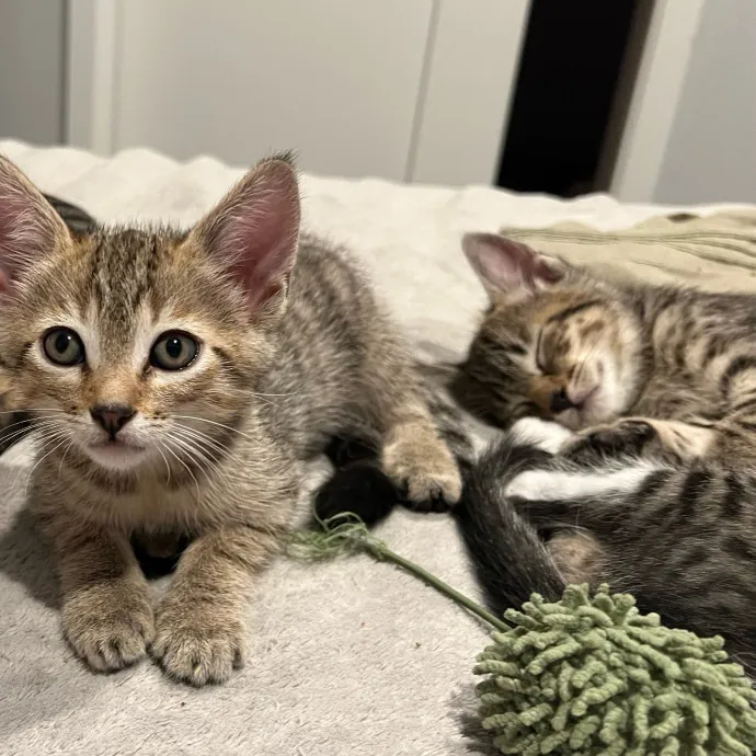 Jade's Pacific Coast Kitties