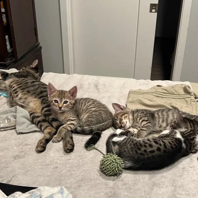 Jade's Pacific Coast Kitties