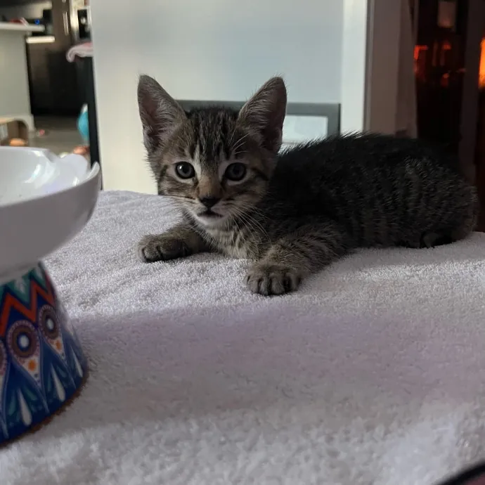 Jade's Pacific Coast Kitties