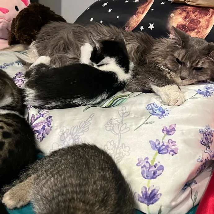 Jade's Pacific Coast Kitties