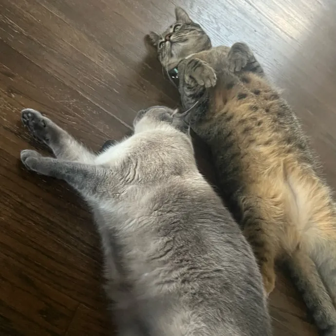 Jade's Pacific Coast Kitties