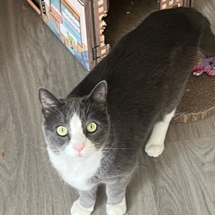 Jade's Pacific Coast Kitties