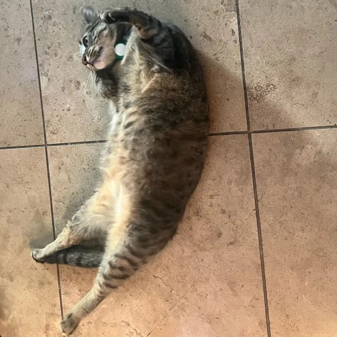 Jade's Pacific Coast Kitties