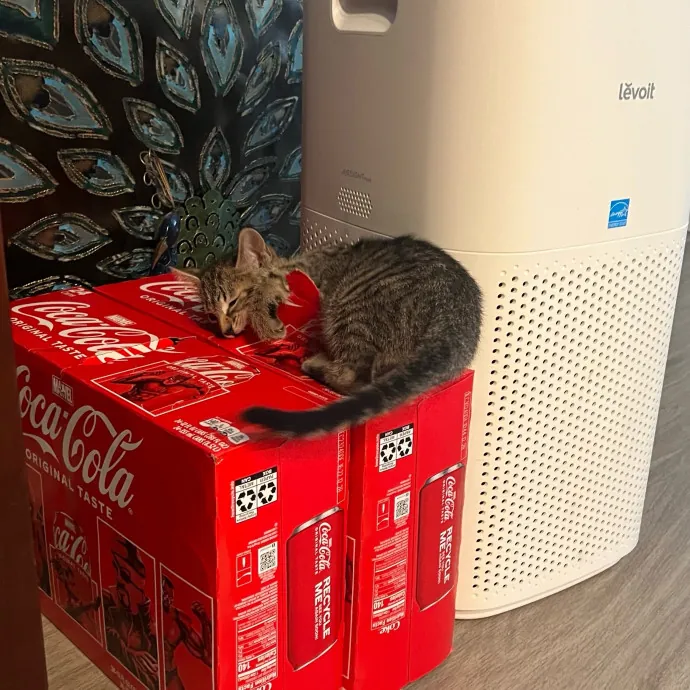 Jade's Pacific Coast Kitties