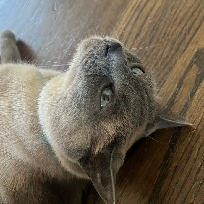 Jade's Pacific Coast Kitties