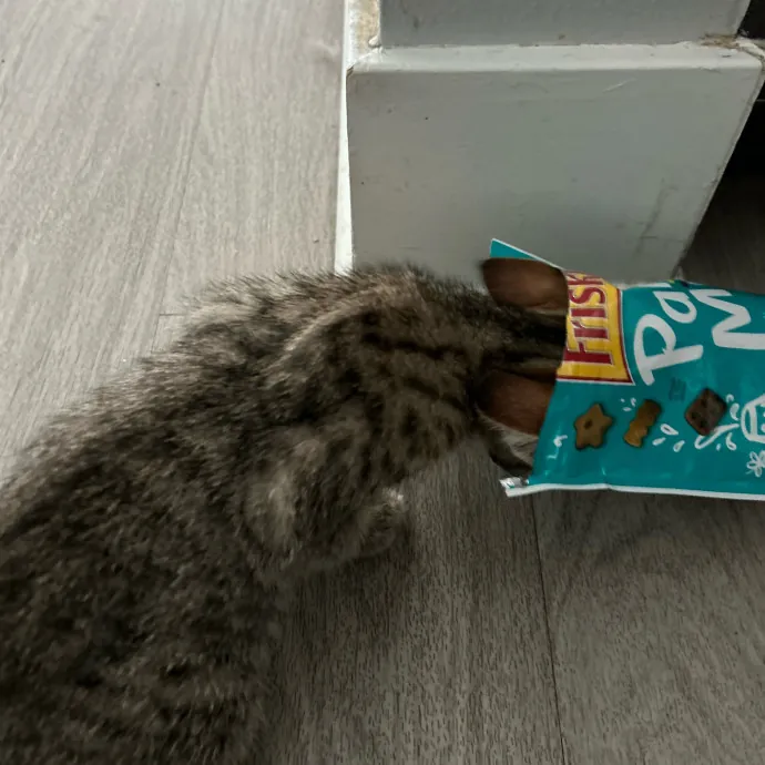 Jade's Pacific Coast Kitties