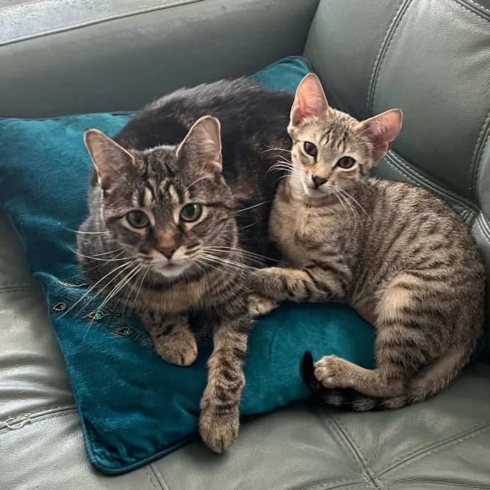 Jade's Pacific Coast Kitties