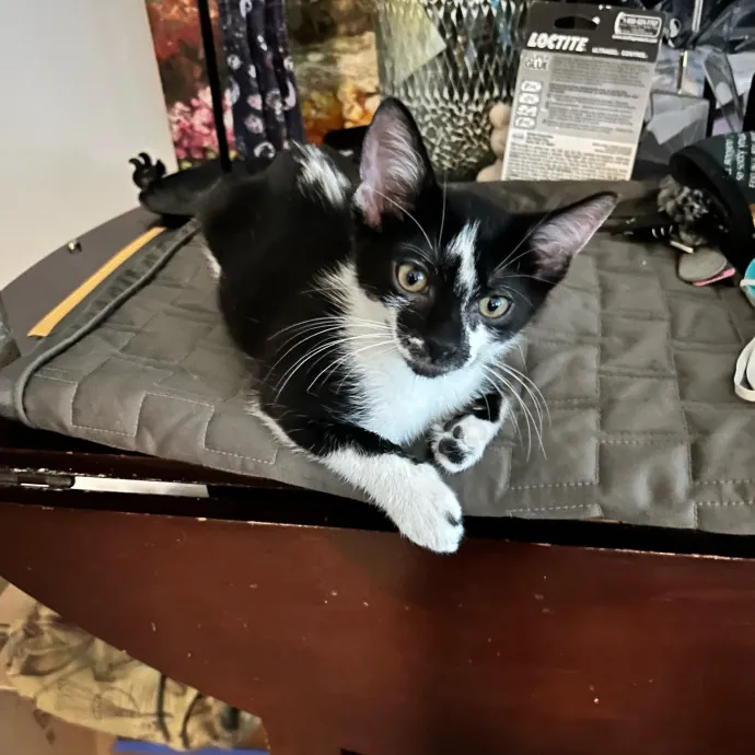 Jade's Pacific Coast Kitties