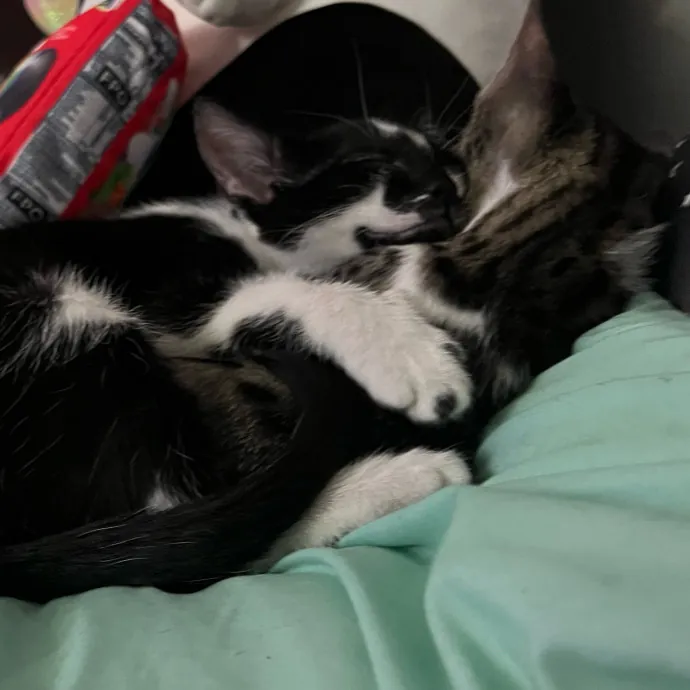 Jade's Pacific Coast Kitties