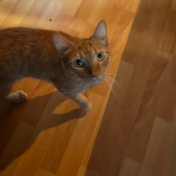 Jade's Pacific Coast Kitties