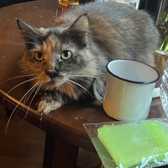 Jade's Pacific Coast Kitties