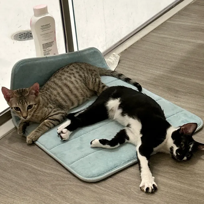 Jade's Pacific Coast Kitties