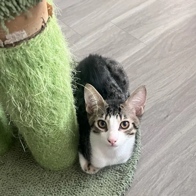 Jade's Pacific Coast Kitties