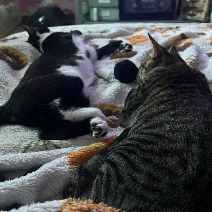 Jade's Pacific Coast Kitties