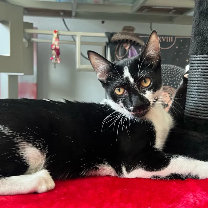 Jade's Pacific Coast Kitties