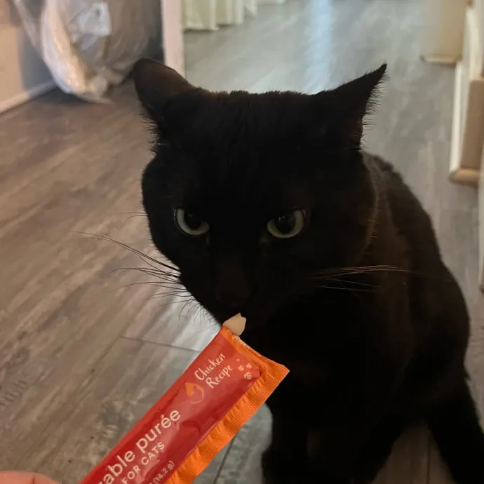 Jade's Pacific Coast Kitties