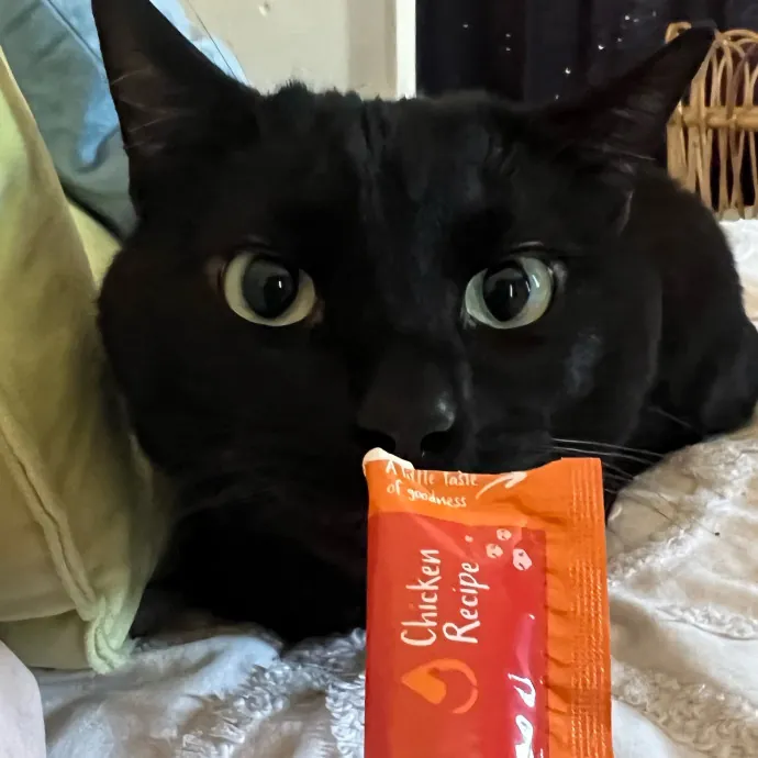 Jade's Pacific Coast Kitties