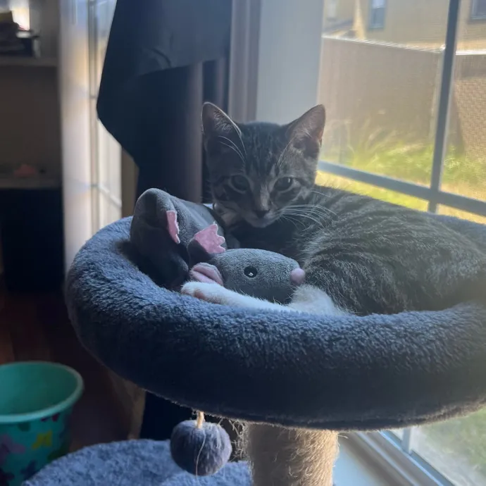 Jade's Pacific Coast Kitties