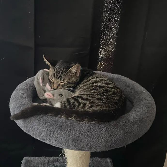 Jade's Pacific Coast Kitties