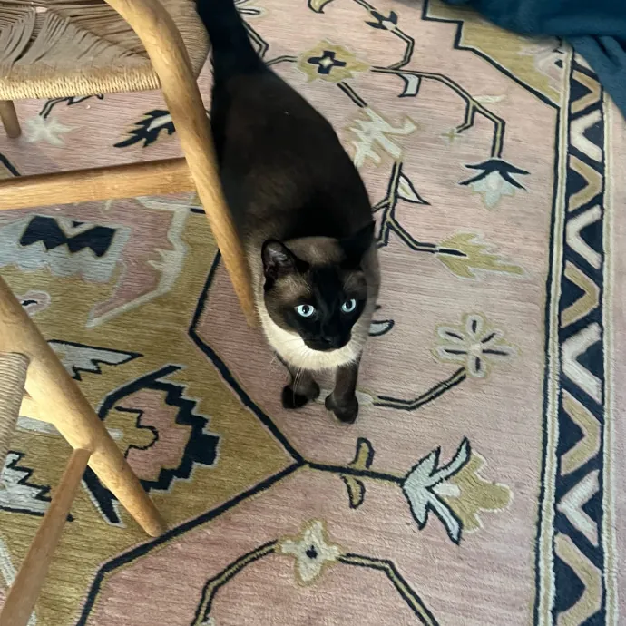 Jade's Pacific Coast Kitties