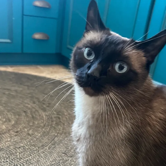 Jade's Pacific Coast Kitties